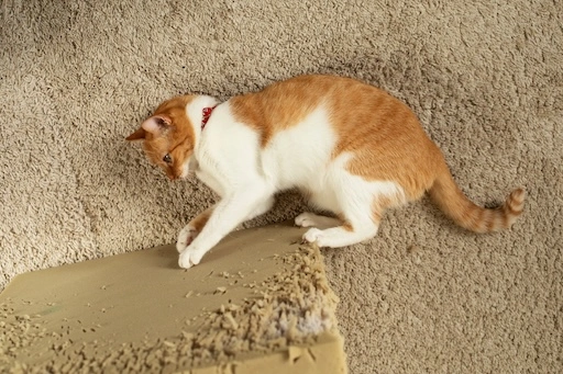 cat laying on carpet scratching at a destroyed foam block