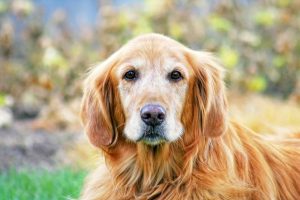senior golden retriever